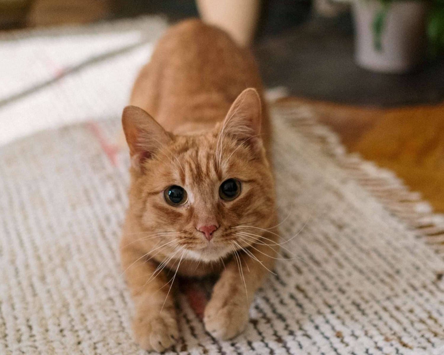 9 Tips to Remove Cat Urine Smell From Your Home