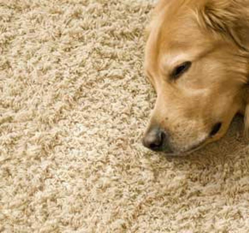 Can Fleas Live in Carpet? The Truth and How to Act Fast