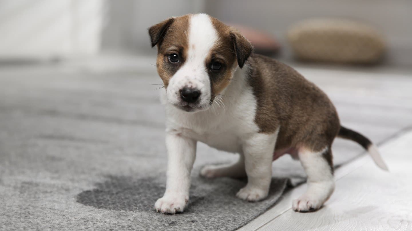 A Fresh Start for Carpet Cleaning in Franklin, Tennessee, 37064