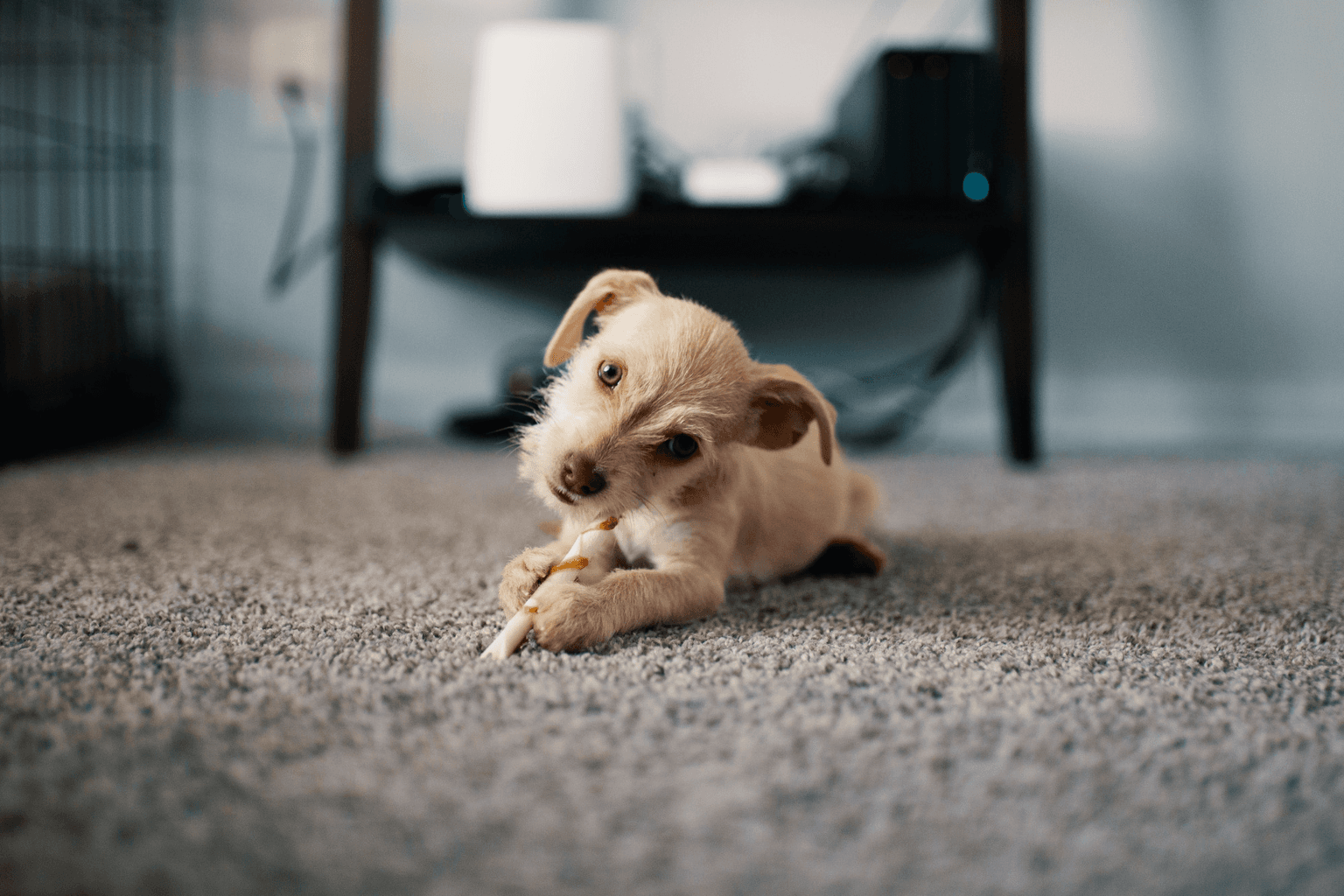 Pet Odor & Stain Removal in Franklin TN