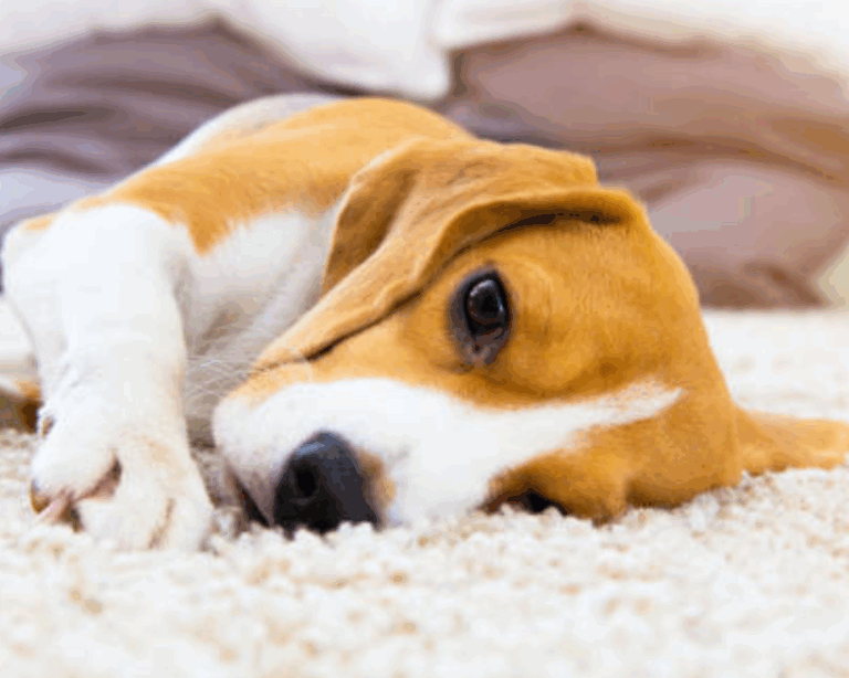 Pet stains on carpet