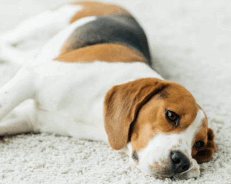 Pet stains on carpet