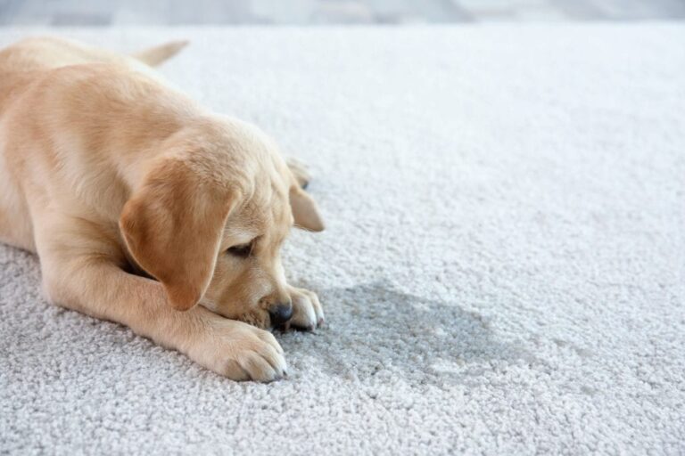 Odor and Stain Removal